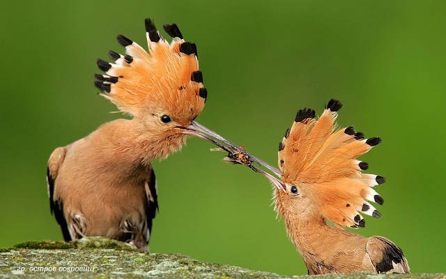Необычные Птицы Фото