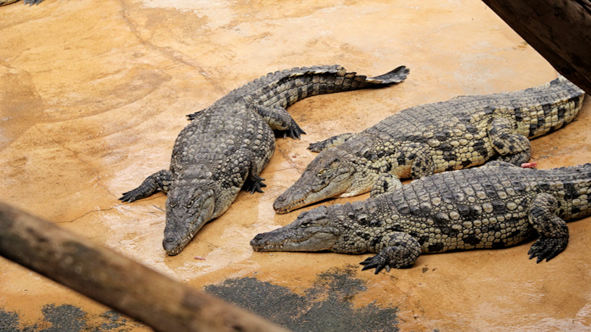 Нильский крокодил среда обитания
