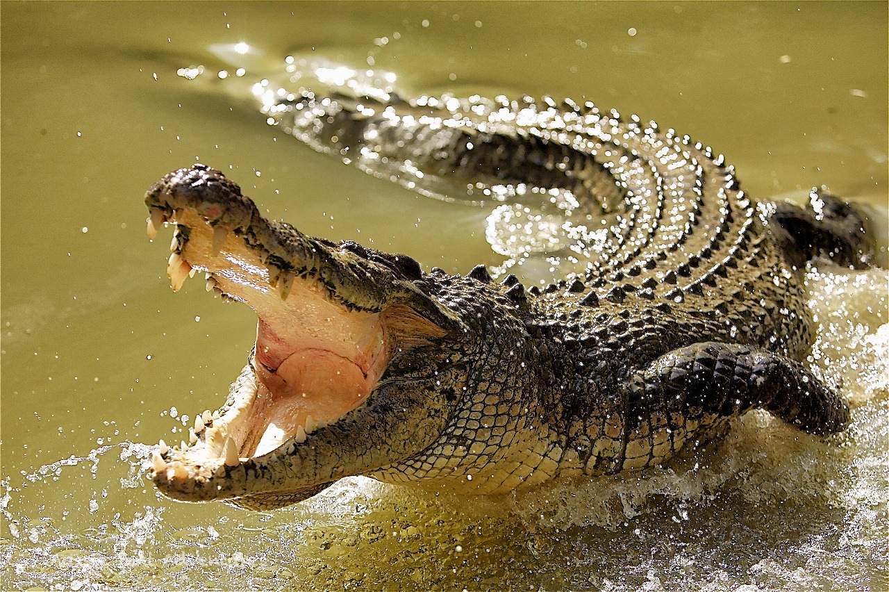 Крокодил Смешные Фото