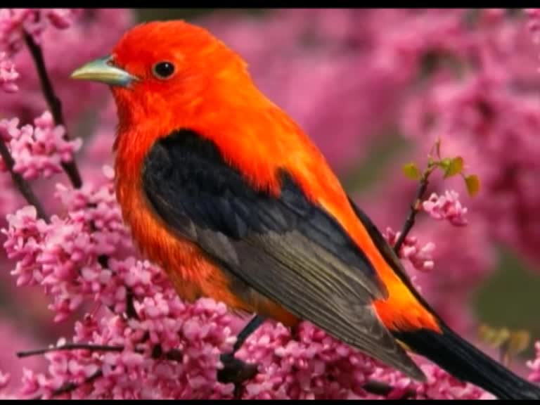 Птичка с красной грудкой но не снегирь фото