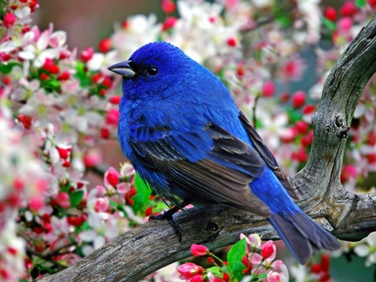 Райские птицы фото красивые и яркие