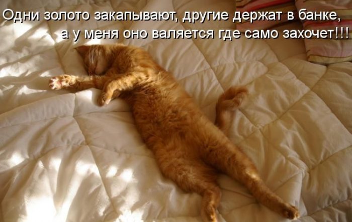 Свежие приколы с надписями про котов (30 фото) ⚡ Фаник.ру