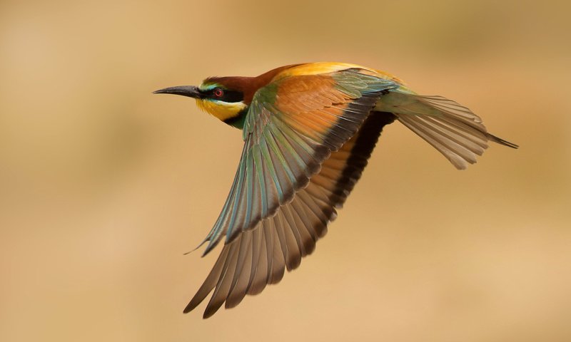 Необычные птицы фото
