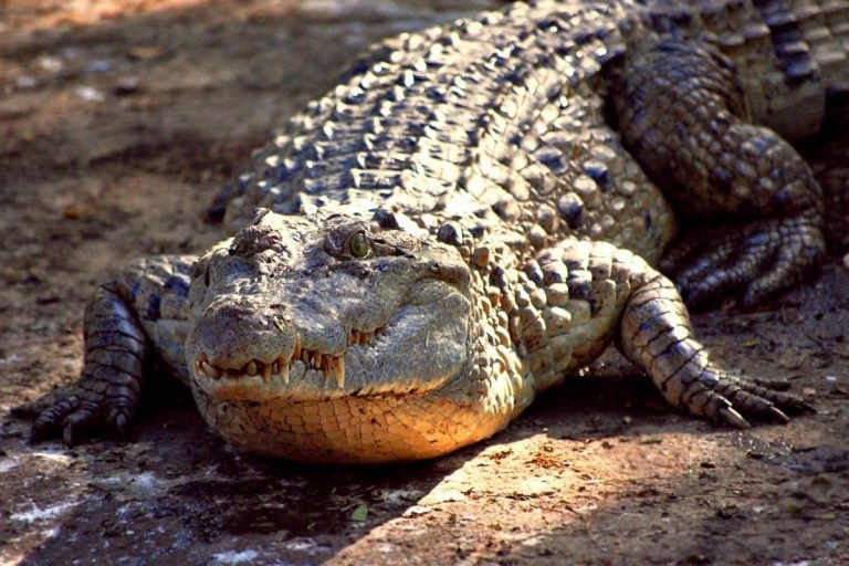 Черный крокодил фото