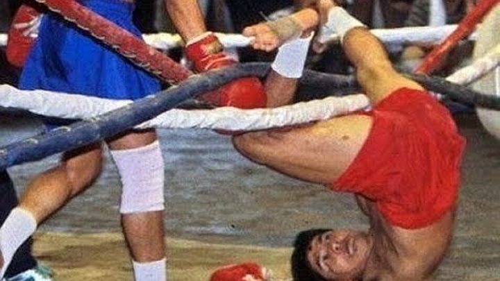 Смешные фото с боксерами