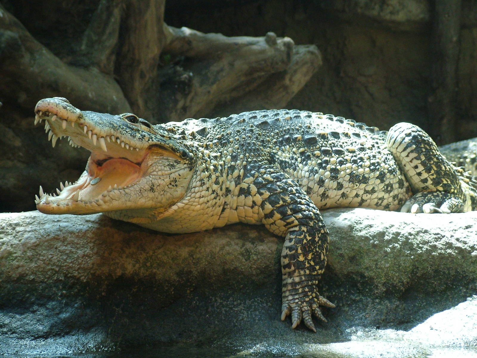 Кубинский крокодил Crocodylus rhombifer