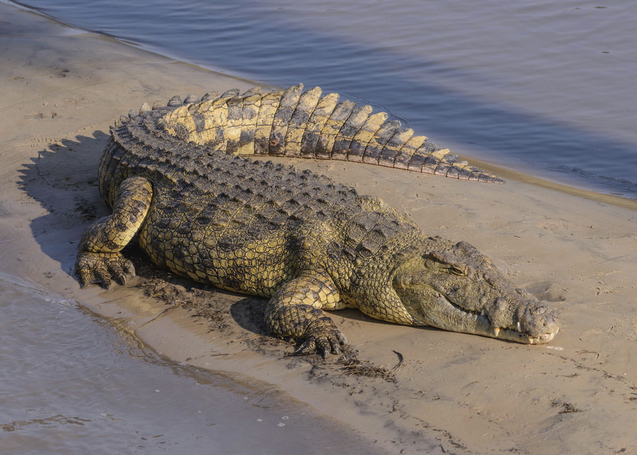 Малагасийский Нильский крокодил
