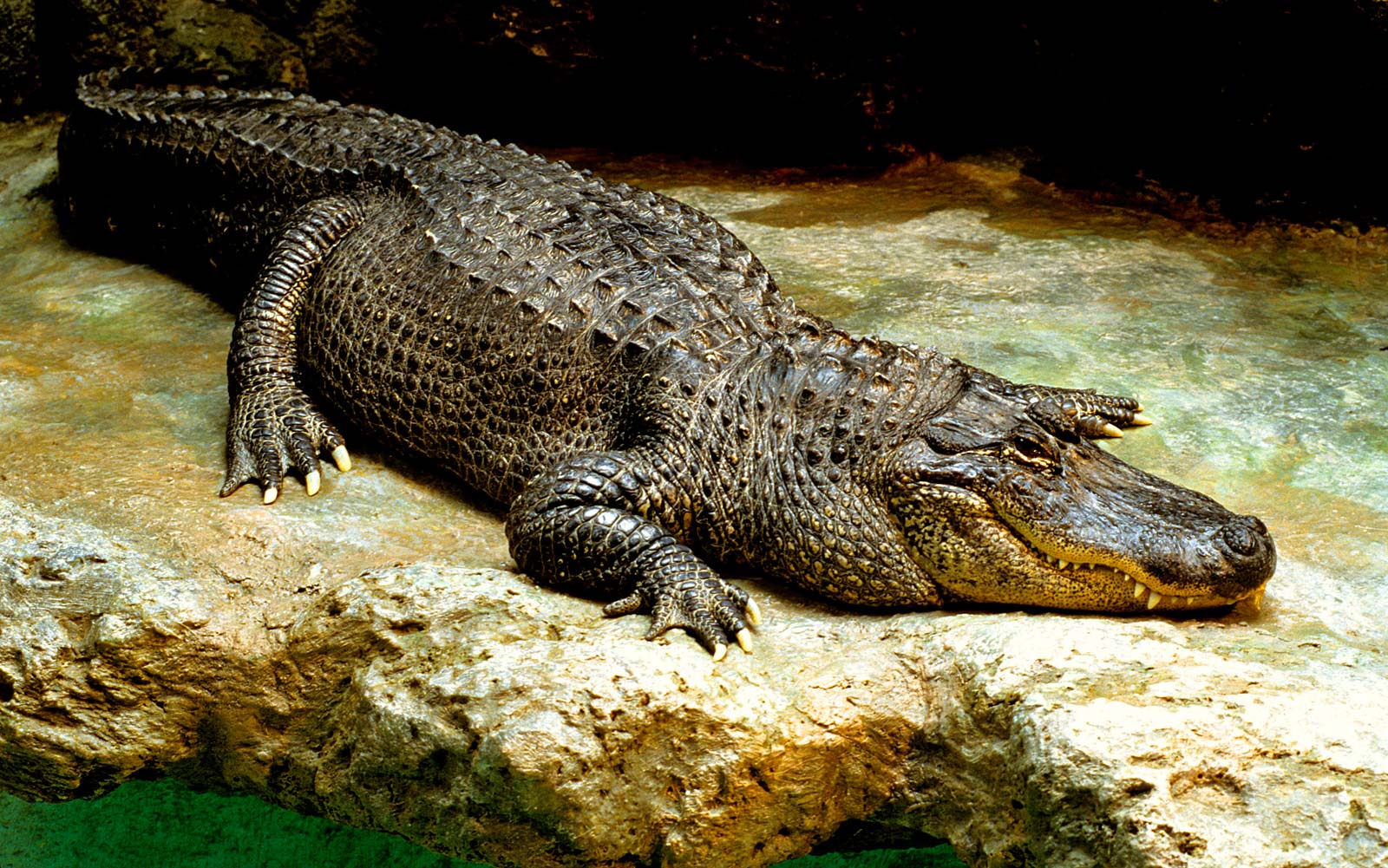 Кайман животное. Крокодил гавиал Кайман. Крокодил Аллигатор Кайман. Крокодил Аллигатор гавиал. Нильский Кайман.