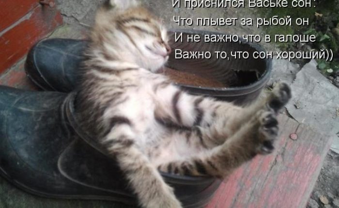 Свежие приколы с надписями про котов (30 фото) ⚡ Фаник.ру