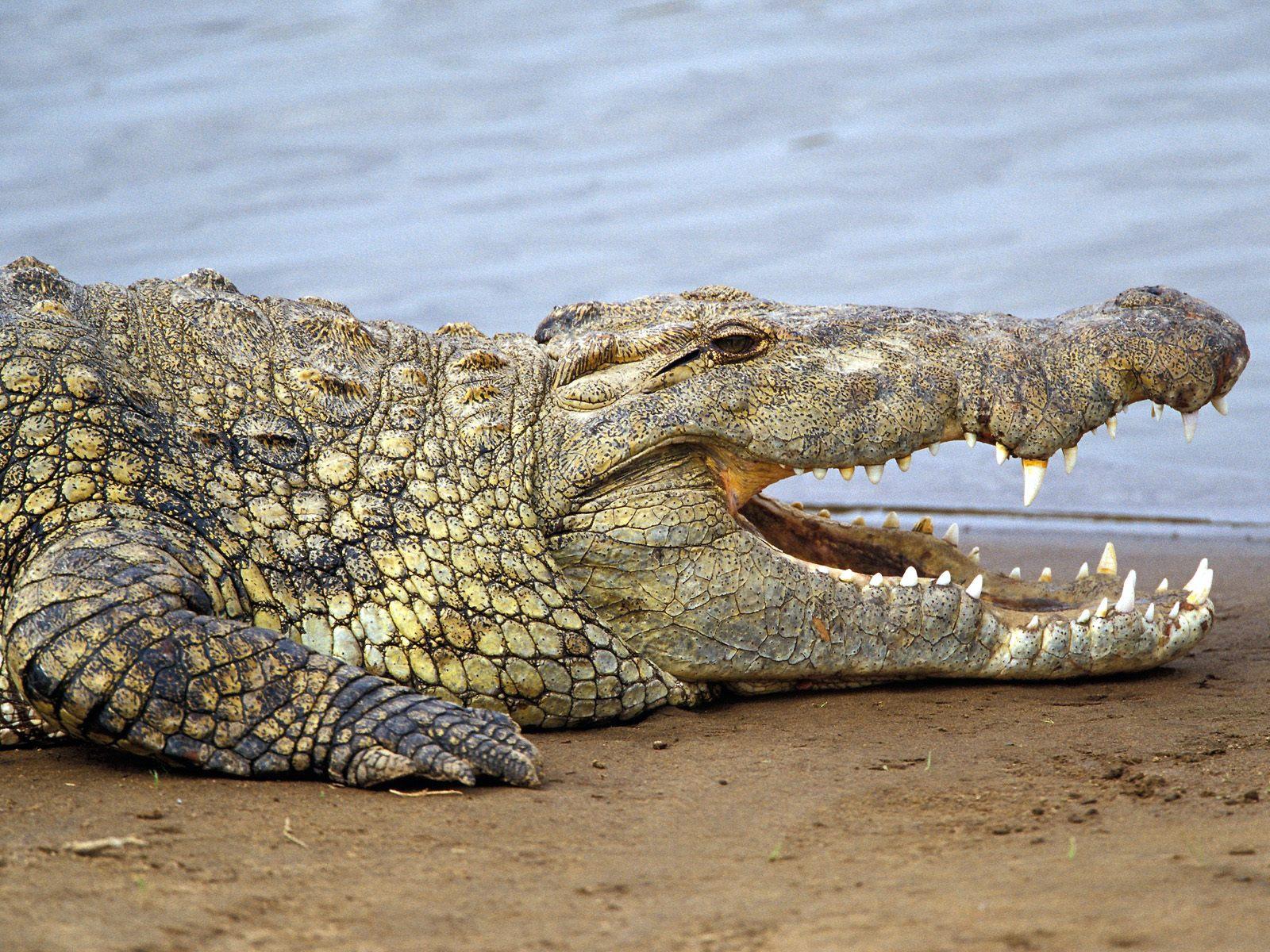 Когти крокодила фото