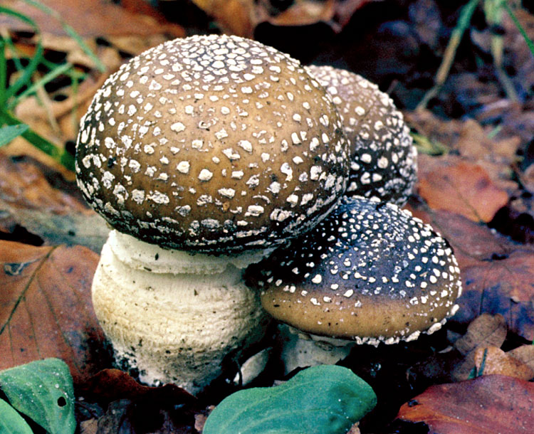 Ядовитые грибы в сочи фото и описание