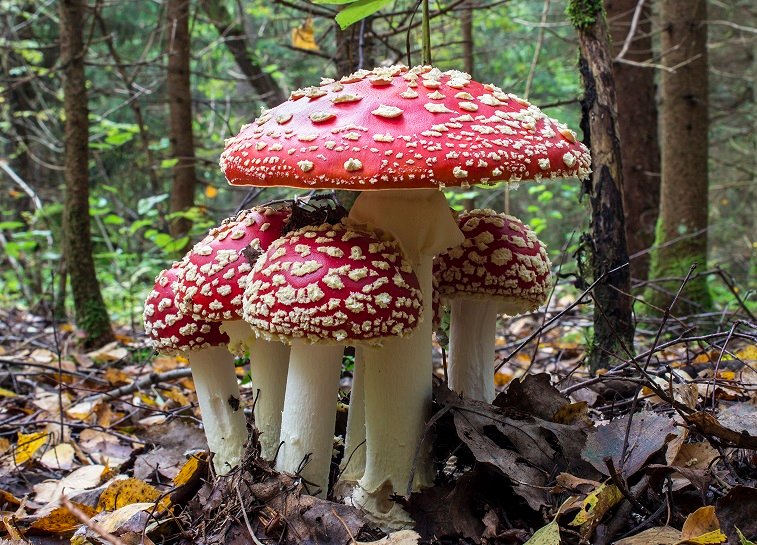 Ядовитые грибы в сочи фото и описание