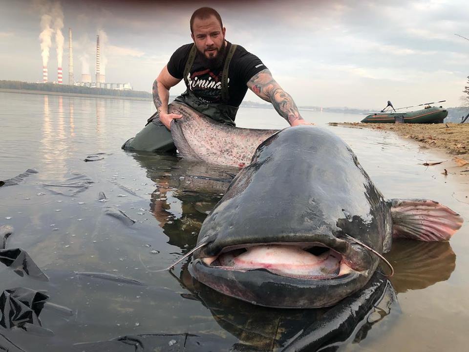 Сом рыба самый большой которого поймали фото