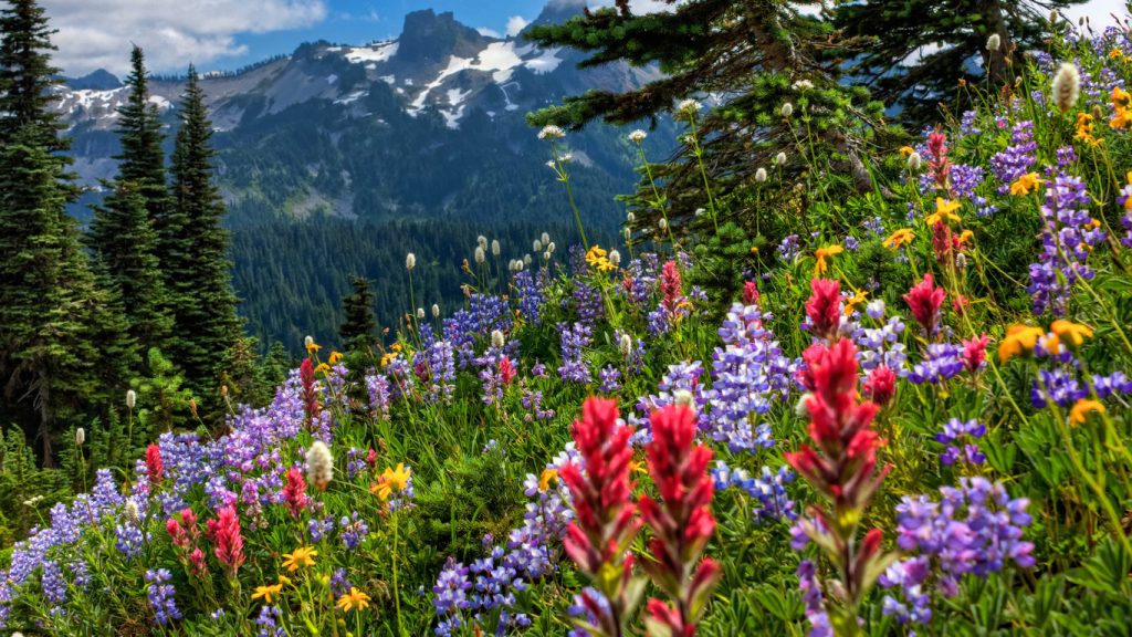 подходят морилки фото лето природа на телефон доска