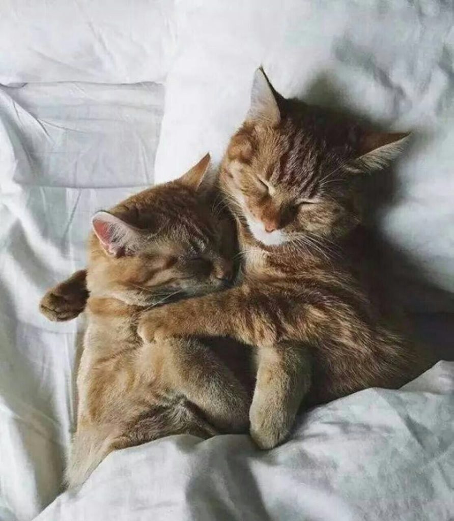 Кошки спят вместе. Котики обнимаются. Влюбленные коты. Кошки обнимашки. Кот с кошкой в обнимку.