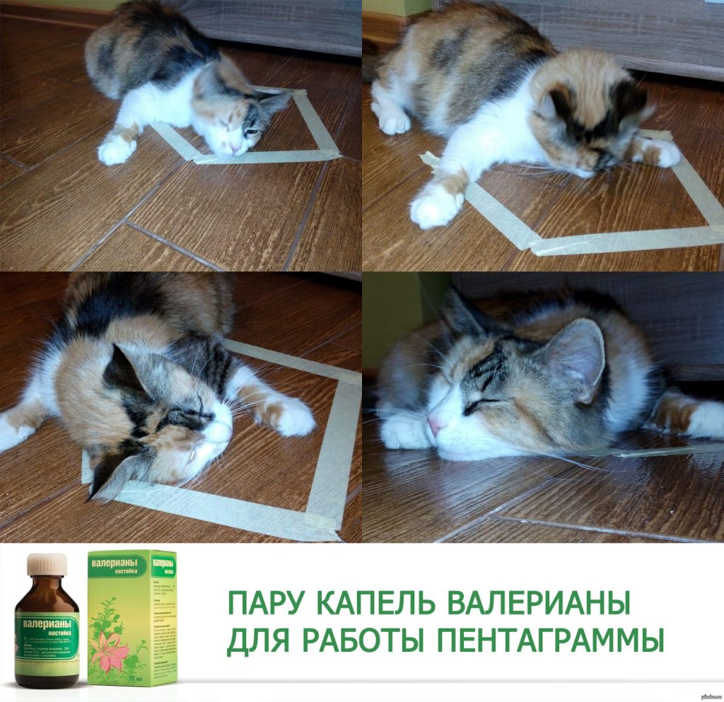 валерьянка для кота фанфик фото 18