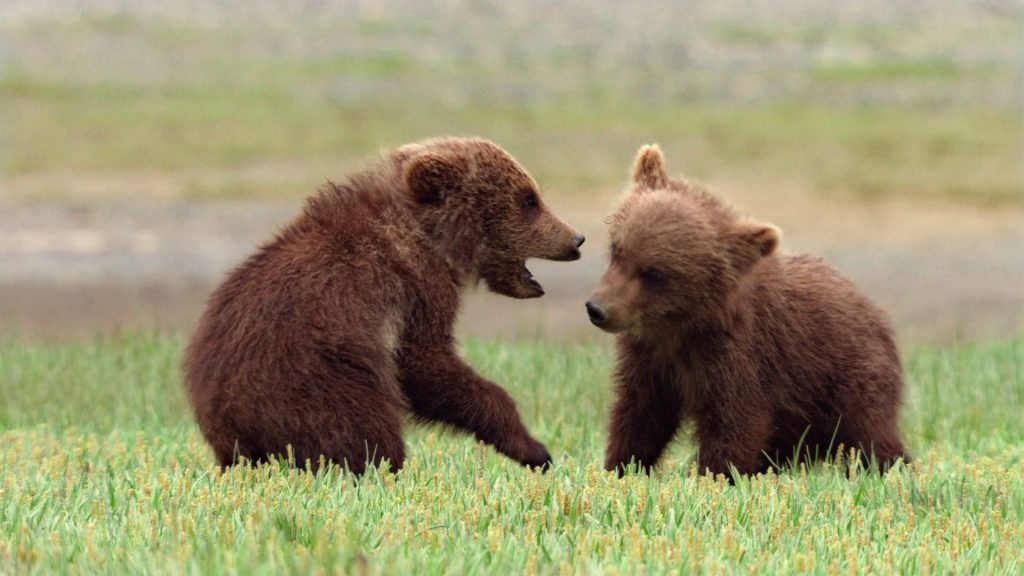 Игры бурый медведь. Бурый медведь малыш. Медведь с медвежонком. Медвежата играют. Детеныш бурого медведя.