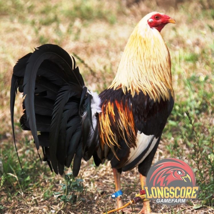 Необычные петухи и курицы (30 фото)