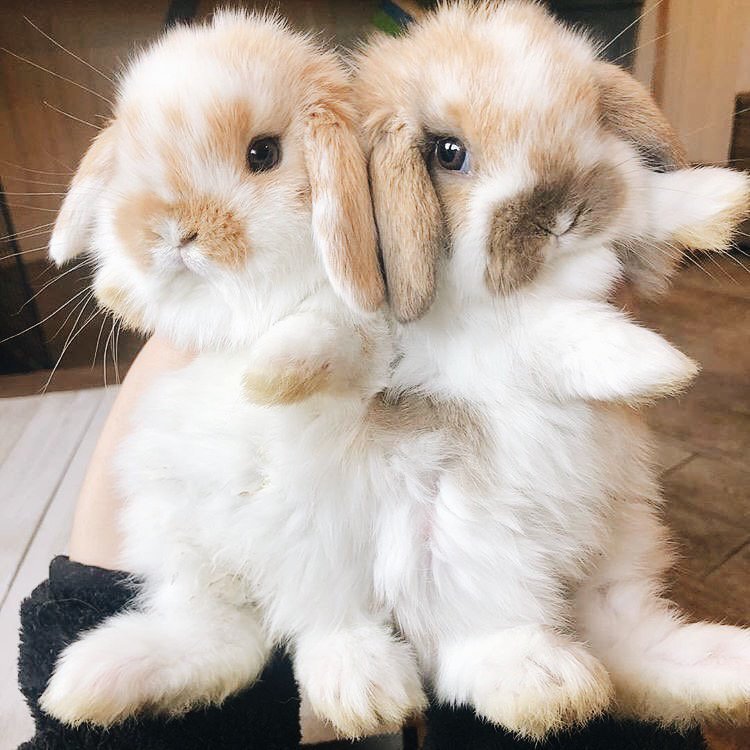 Зайку кролика. Милые кролики. Милые декоративные кролики. Милый кролик. Милые крольчата.