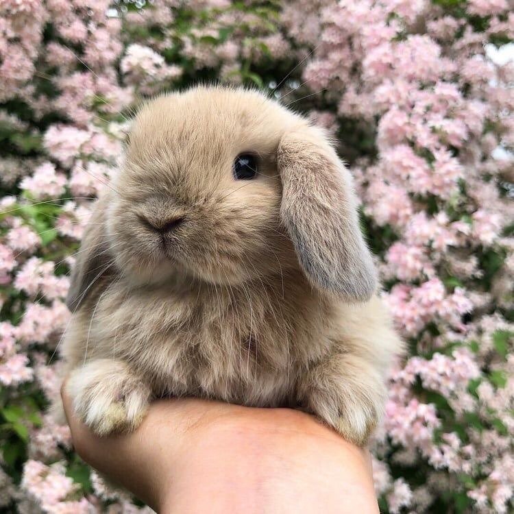 Пухлый кролик фото