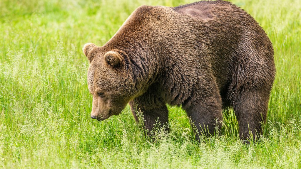 Помет медведя фото как выглядит