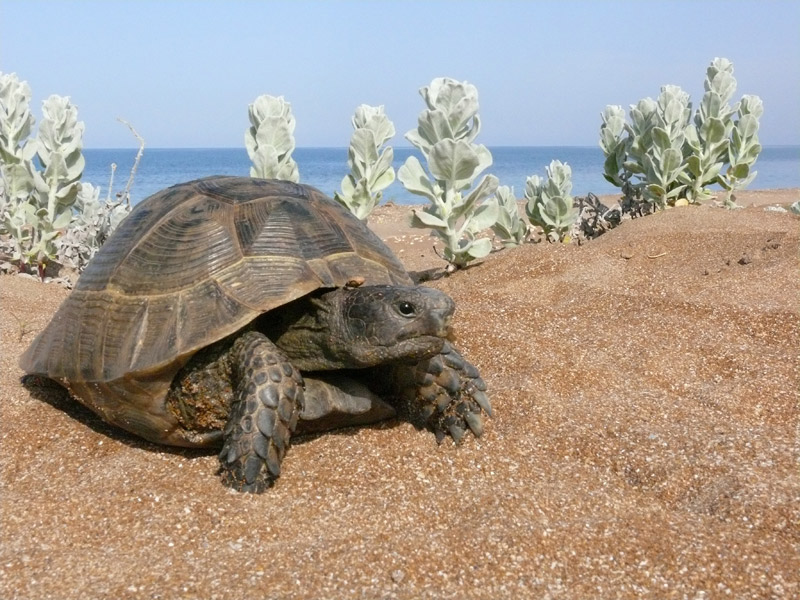 Сух черепаха. Средиземноморская черепаха Палласа. Средиземноморская черепаха паласа. Черепаха Никольского Средиземноморская черепаха. Средиземноморская черепаха Никольского.