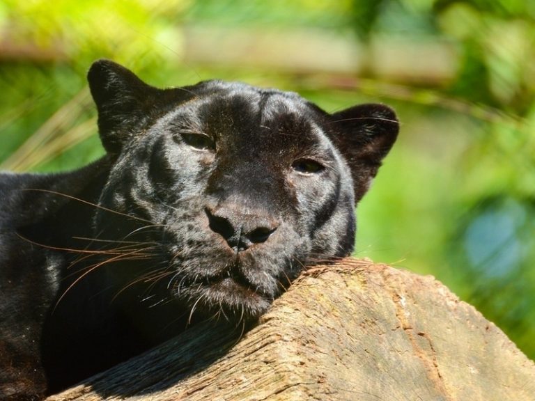 Пантеры (40 фото)