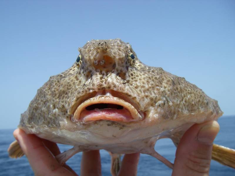 Рыба с открытым ртом фото