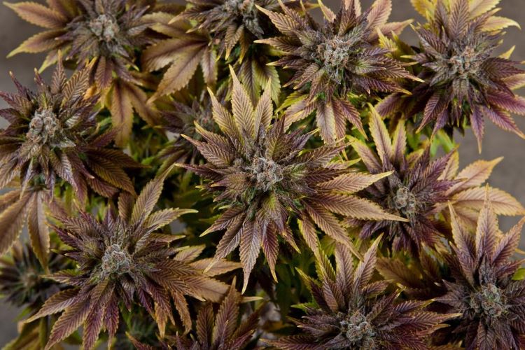 как срезать листья марихуаны