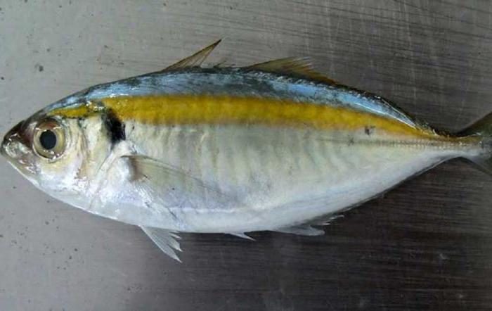 Рыба Желтый Полосатик Фото Живая