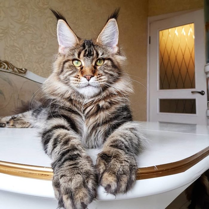 Мейн-кун - самые крупные домашние кошки (40 фото) ⚡ Фаник.ру