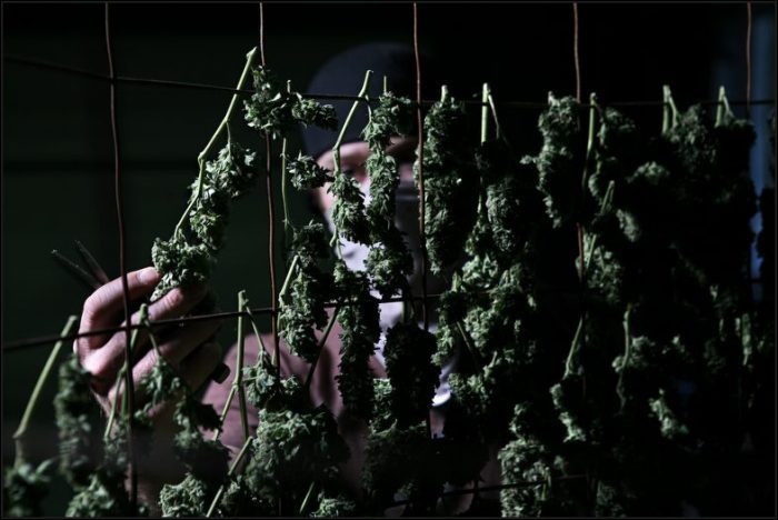 Большой урожай марихуаны hydra шампунь