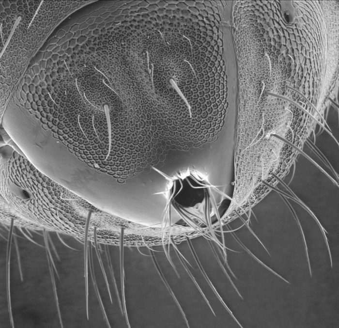 Мед под микроскопом фото как выглядит