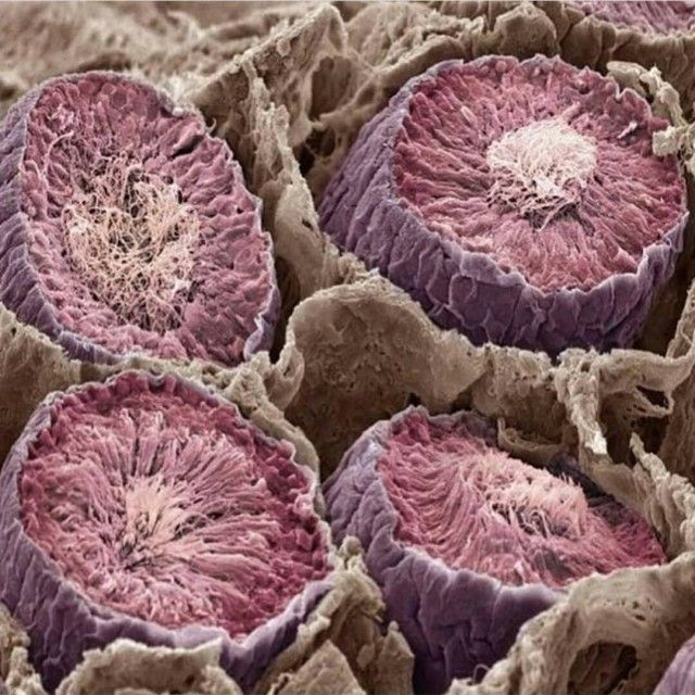 Яйцеклетка фото под микроскопом