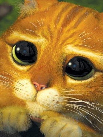 15 фото очаровательного кота, который точь-в-точь как знаменитый персонаж «Шрека»