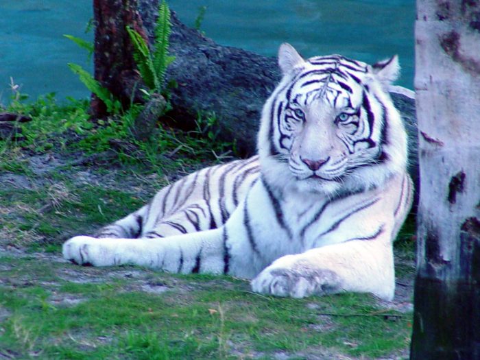 домашняя кошка тигр