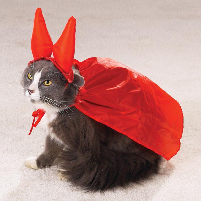 Кот в строгом костюме