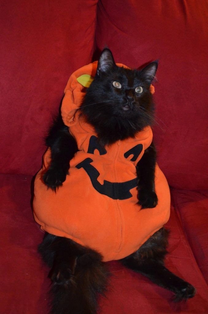 Костюмы для хэллоуина кошка