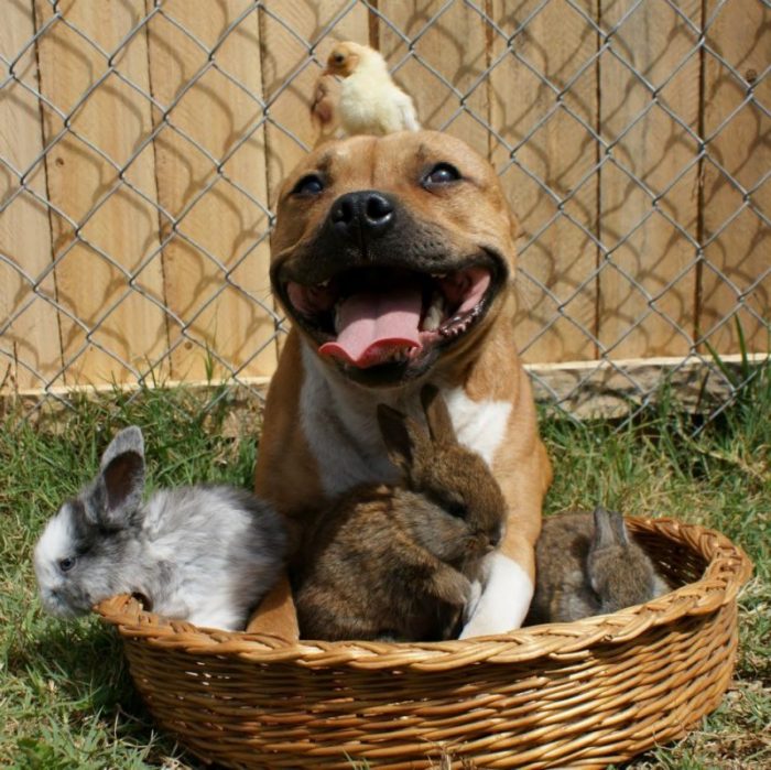 Смешные фото животных собак