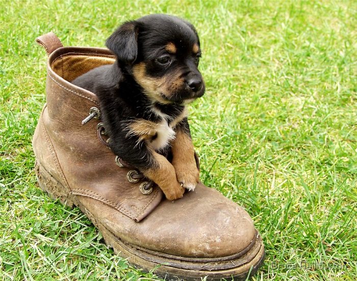 Собаки в туфлях
