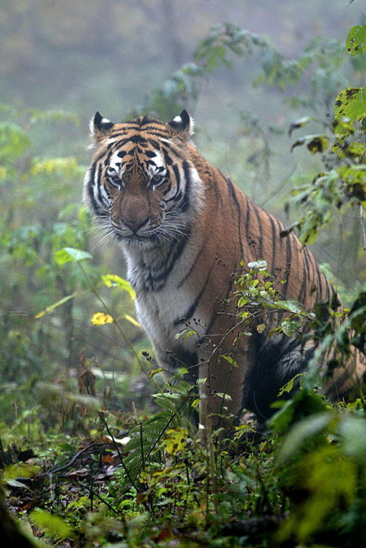 Муссонные леса животный мир. Уссурийский тигр. Дальневосточный Уссурийский тигр. Фауна Дальний Восток Уссурийская Тайга.
