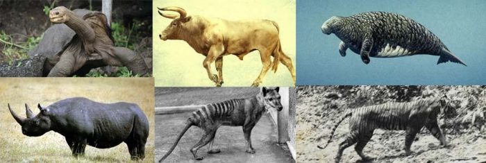 Вымершие животные, которых больше не увидишь (30 картинок)