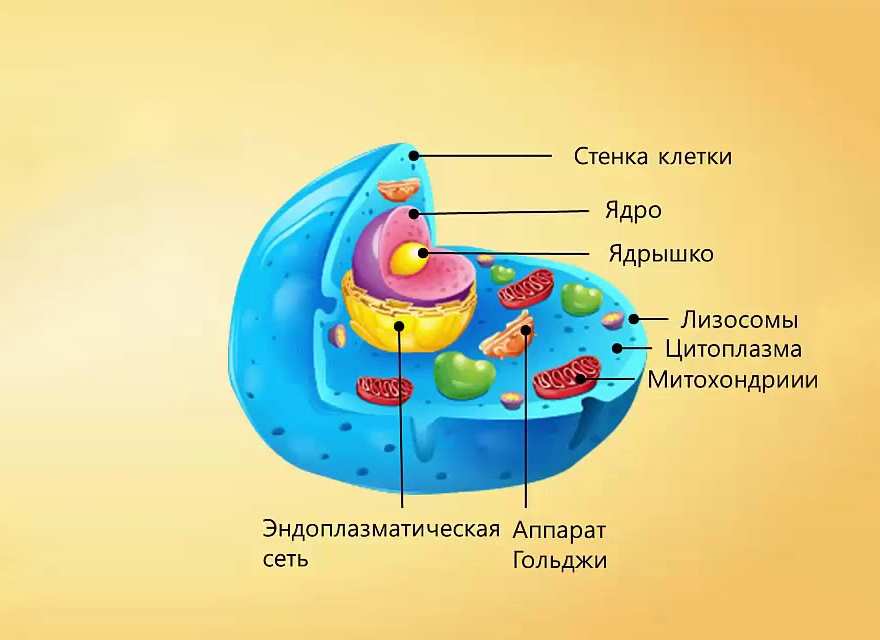 Строение клетки рисунок 8 класс