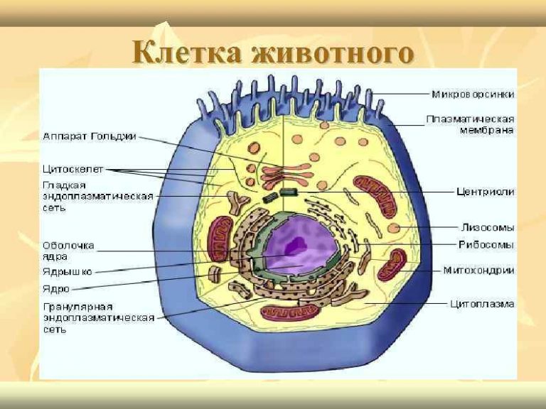 Картинка животной клетки