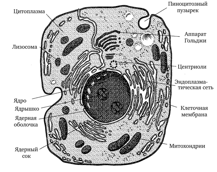 Строение клетки картинка без подписей