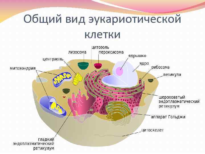 Эукариоты имеют оформленное клеточное ядро