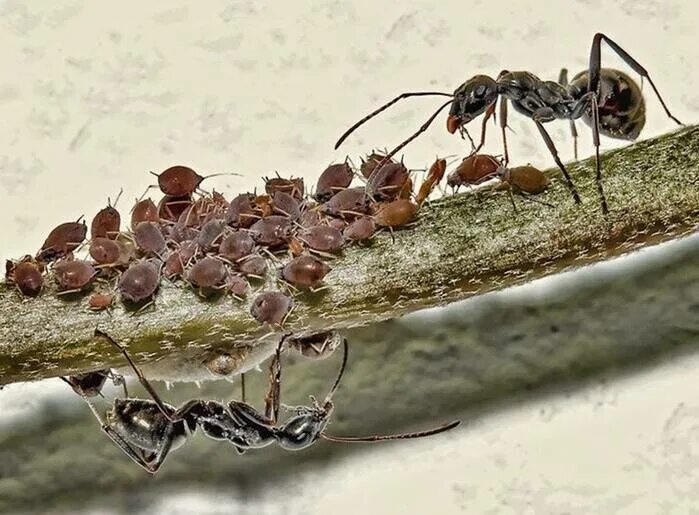 Заболевшие муравьи. Фараоновые муравьи Муравейник. Муравей обычный. Колония муравьев. Жизнь муравьев.